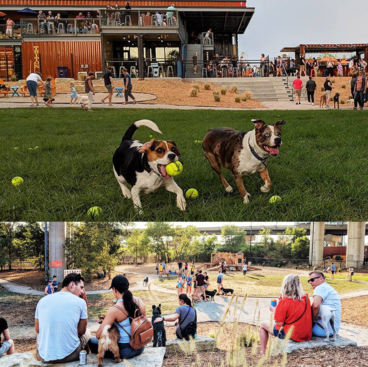 Dogs and humans enjoying a long-neglected space at Bar K Dog Bar