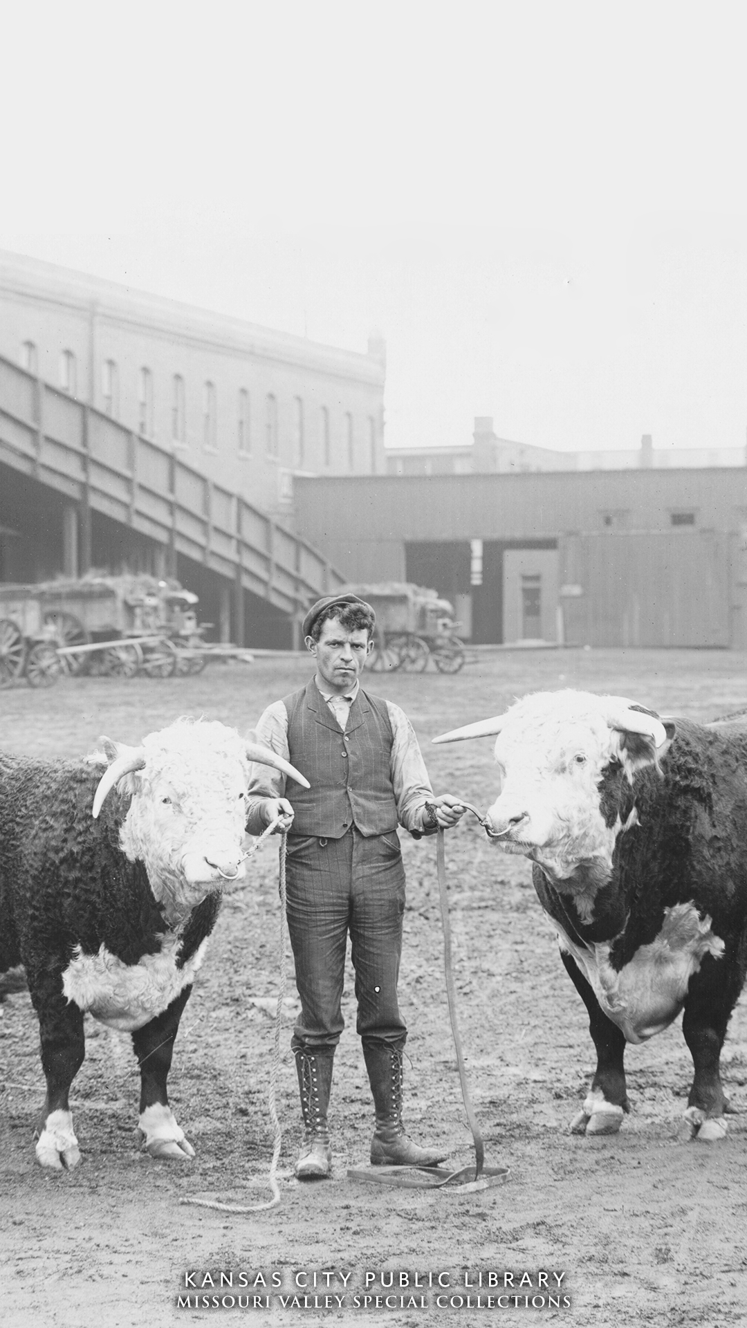 man stands with two bulls