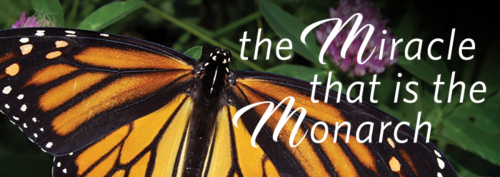 monarch butterfly