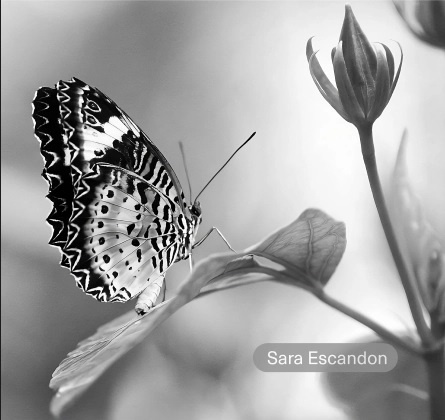 A black and white photograph of a butterfly on a leaf in the staff show at the Central Library.