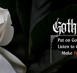 white rose on black background