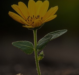 flowers with black overlay