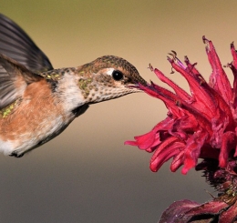 hummingbird drinks from flower