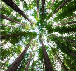 The Politics of Trees