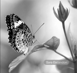 A black and white photograph of a butterfly on a leaf in the staff show at the Central Library.