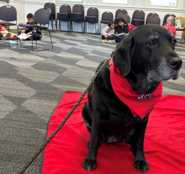 The Reading Education Assistance Dogs (R.E.A.D.) pairs a volunteer and a therapy animal, usually a dog, with a child.