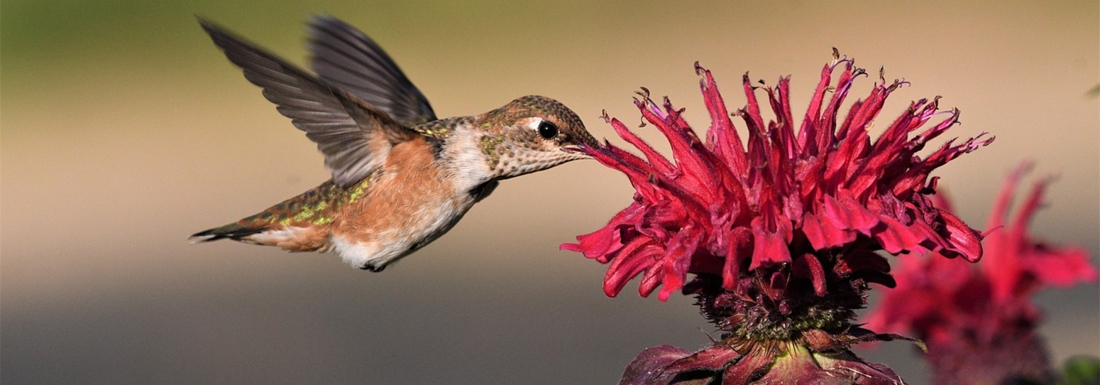 hummingbird drinks from flower