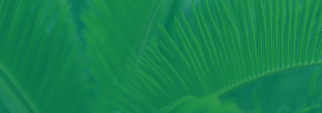 ferns with green overlay