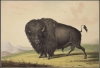 American Indian Histories and Cultures American Indian Histories and Cultures