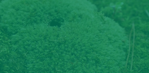moss with green overlay