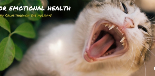 cat with open mouth surrounded by herbs