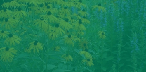 wildflowers with green overlay