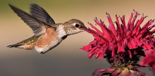 hummingbird drinks from flower