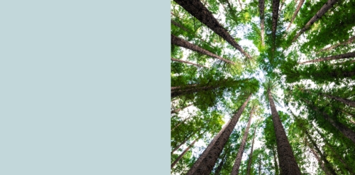 The Politics of Trees