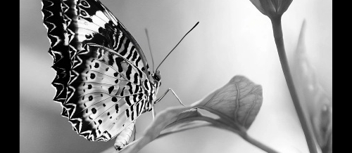 A black and white photograph of a butterfly on a leaf in the staff show at the Central Library.