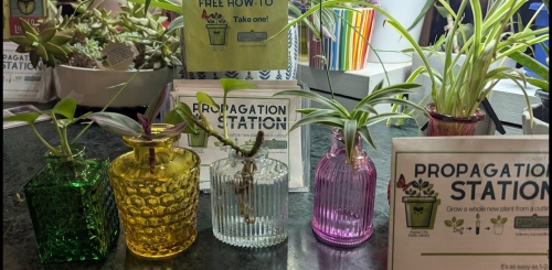 plants in glass jars