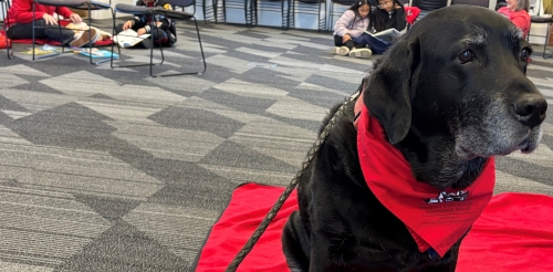 The Reading Education Assistance Dogs (R.E.A.D.) pairs a volunteer and a therapy animal, usually a dog, with a child.