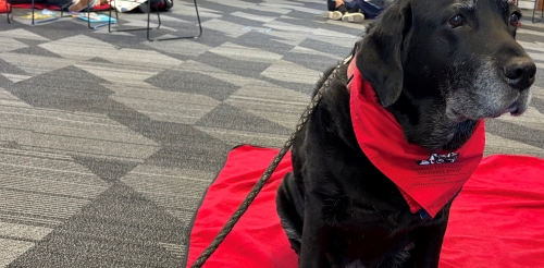 The Reading Education Assistance Dogs (R.E.A.D.) pairs a volunteer and a therapy animal, usually a dog, with a child.