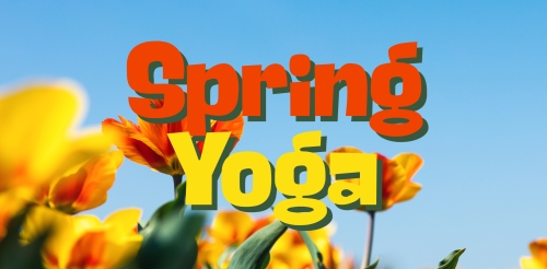 yellow flowers in bloom